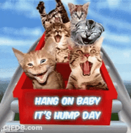 Only Wednesday Funny Cats Roller Coaster GIF