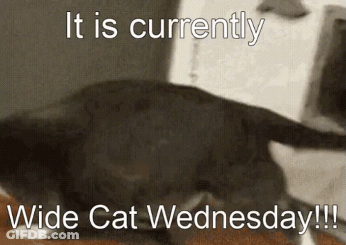 Only Wednesday Funny Wide Cat GIF