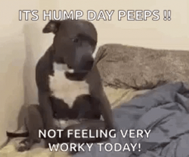 Only Wednesday Hump Day Peeps Dog GIF