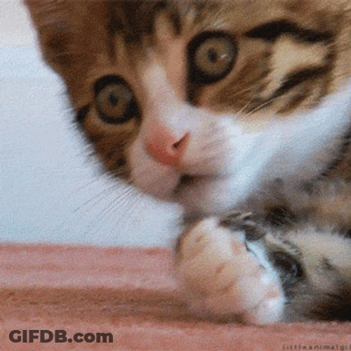 Oooh Cat Reaction After Seeing Running Rat GIF