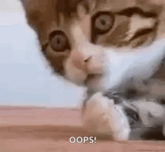 Oops Amazed Cat GIF