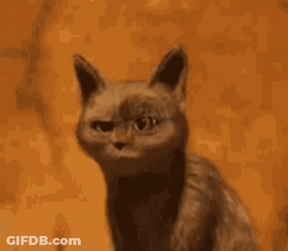 Oops Huh Cat Meme GIF