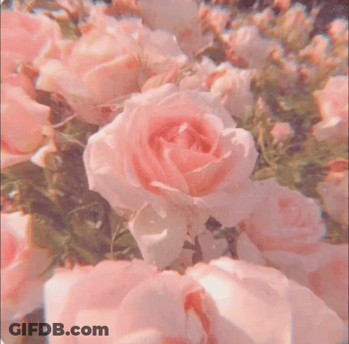 Open Book Sleeping Beauty On Bed GIF