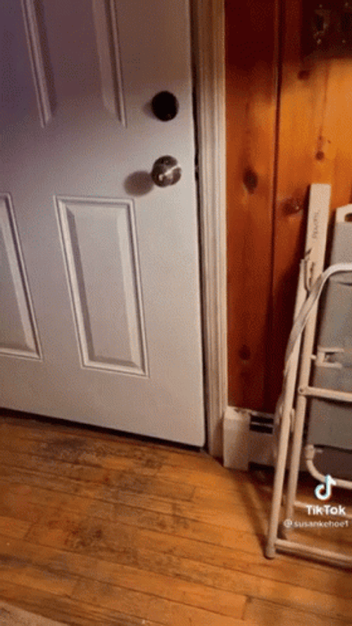 Open The Door Black Bear GIF