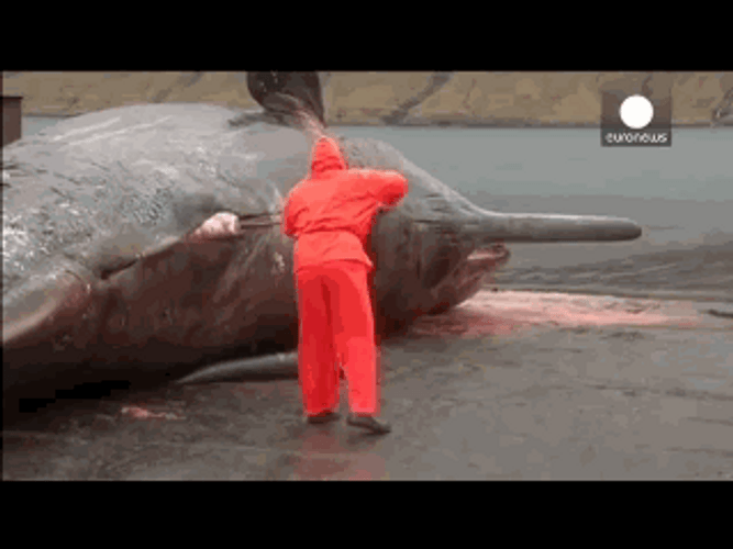 Opening The Whale GIF