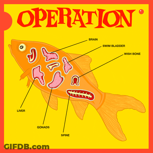 Operation Fish Meme GIF