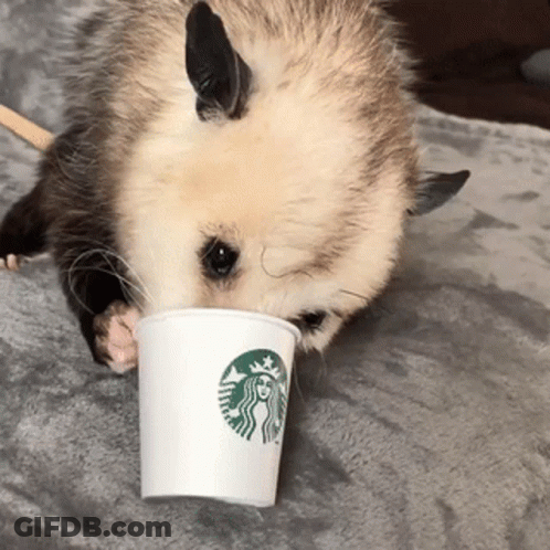 Opossum Drinking From Starbucks Cup GIF