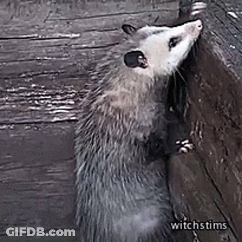 Opossum Leaning Against Wooden Wall Looking At Camera GIF