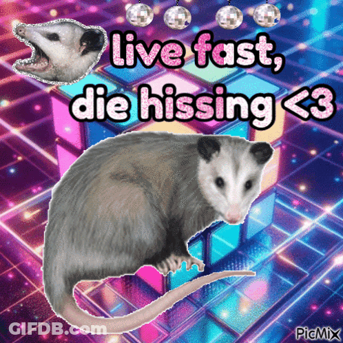 Opossum Live Fast Die Hissing <3 GIF