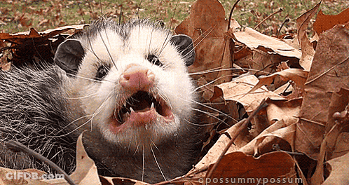 Opossum Lying In Leaves With Mouth Open GIF