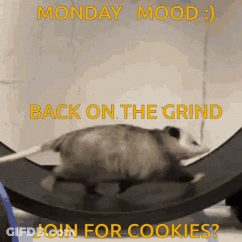Opossum On Roller Coaster Monday Mood Back On The Grind GIF