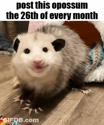 Opossum Post This Opossum The 26Th Of Every Month GIF
