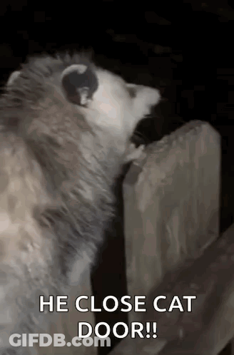 Opossum Standing Next To Wooden Fence Saying He Close Cat Door GIF