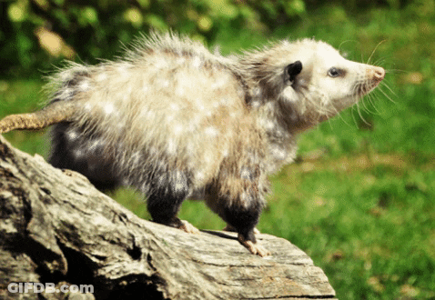 Opossum Standing On Log With Green Background GIF