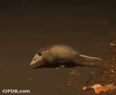 Opossum Walking Across Dirt Road GIF