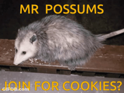 Opossum With Mr Possums Join For Cookies GIF