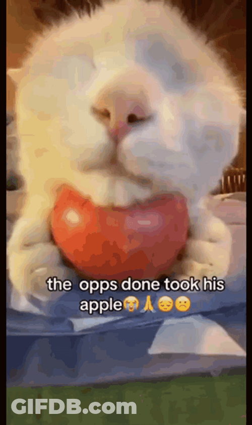 Opps Cat Sleeping On Apple GIF