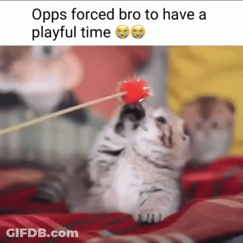 Opps Kitten Playing Ball GIF