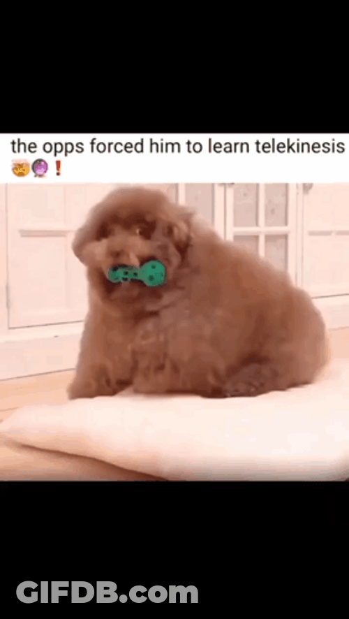 Opps Learning Telekinesis On Dog GIF