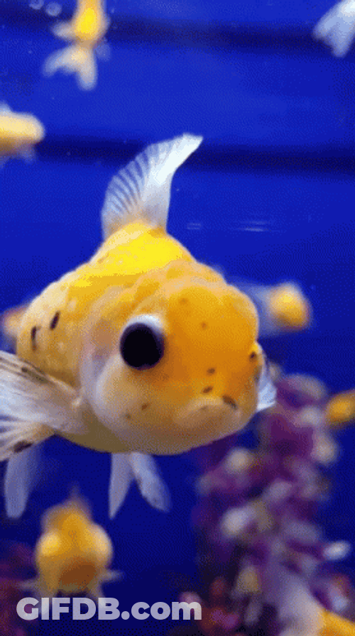 Oranda Fish Swimming GIF