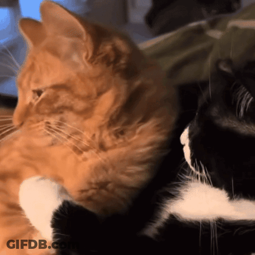Orange And Black Cats Looking At Each Other GIF