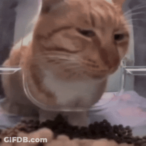 Orange And White Cat Eating From Bowl GIF