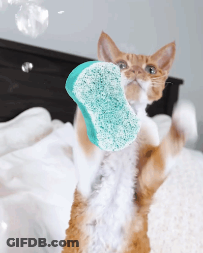 Orange And White Cat Holding Blue Sponge GIF