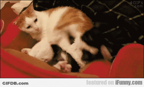 Orange And White Cat Laying On Lap GIF