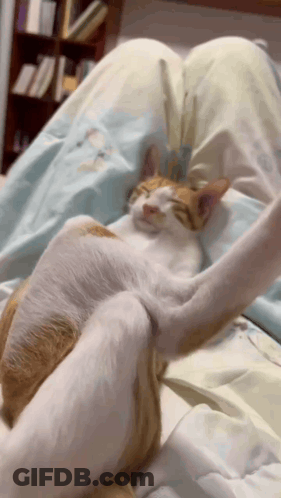 Orange And White Cat Laying On Lap On Bed GIF