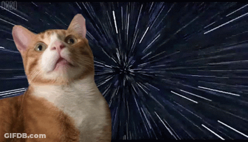 Orange And White Cat Looking Up At Stars GIF