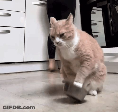 Orange And White Cat Playing With Brush GIF