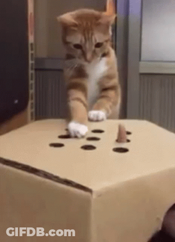 Orange And White Cat Playing With Cardboard Box GIF
