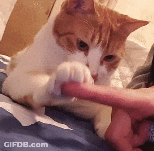 Orange And White Cat Playing With Hand GIF