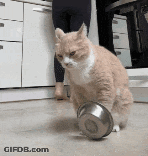 Orange And White Cat Playing With Metal Bowl GIF