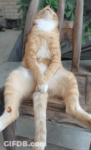 Orange And White Cat Sitting Crossed Legs GIF