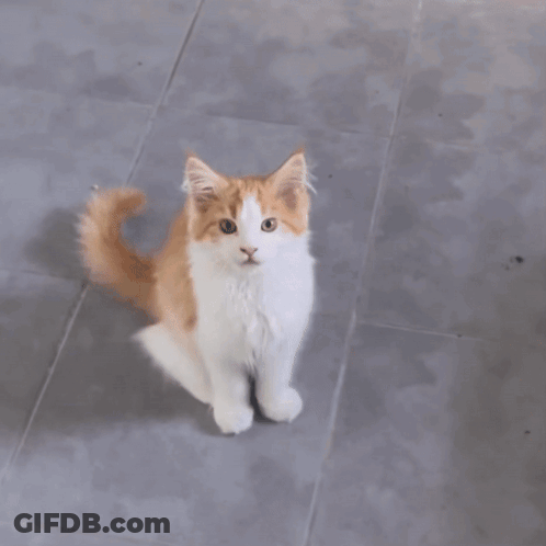Orange And White Cat Sitting On Tiled Floor Saying That Is Animal Abuse GIF
