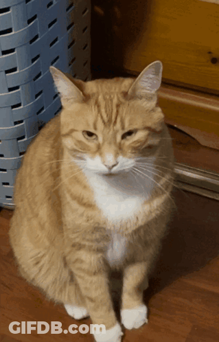 Orange And White Cat Sitting On Wooden Floor Looking At Camera GIF