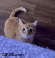 Orange And White Cat Sitting On Wooden Floor Looking Up GIF
