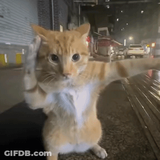 Orange And White Cat Standing GIF