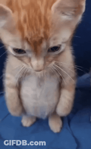 Orange And White Kitten Standing On Hind Legs GIF
