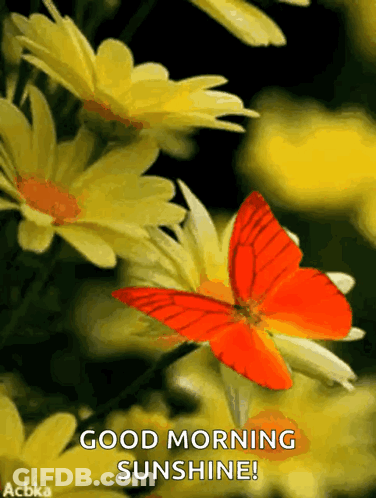 Orange Butterfly On Yellow Flower Good Morning Sunshine GIF