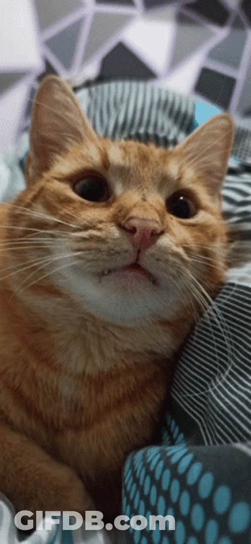 Orange Cat Boss GIF