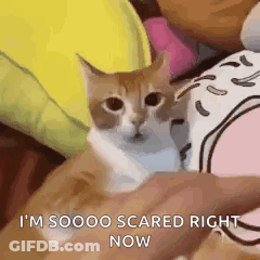 Orange Cat Cat Meme GIF