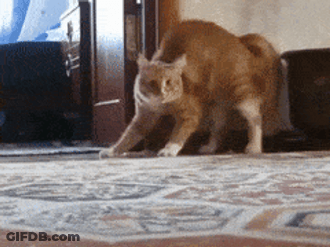 Orange Cat Cat Walking With Two Legs GIF