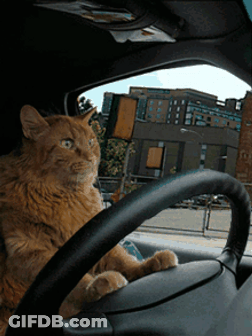 Orange Cat Driving Nervously GIF