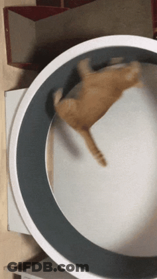 Orange Cat Fail To Run GIF