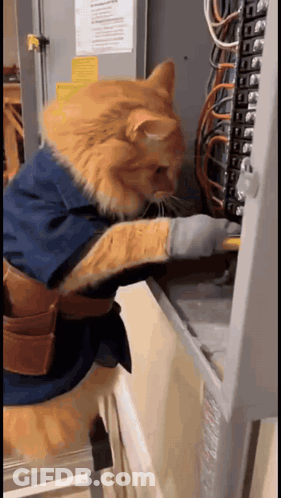 Orange Cat Fixing Electrical Box In Blue Jacket GIF