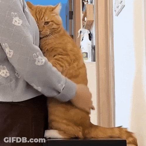 Orange Cat Held By Person In Paw Print Sweater GIF
