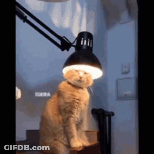Orange Cat Lamp Light Bulb GIF