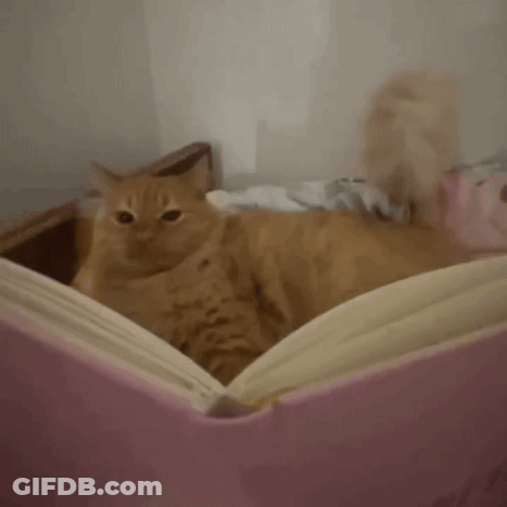 Orange Cat Laying On Bed With Pink Pillow GIF